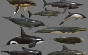 C4D模型 大型海洋生物鲨鱼鲸鱼海豚3D模型MAX OBJ FBX MTL  含材质 含贴图