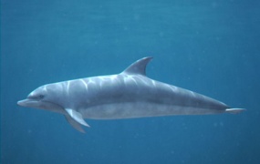 C4D模型 海洋海豚海报鲸鱼生物鱼类动物模型 含材质 含贴图