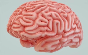C4D模型 人体器官大脑基础模型 含材质