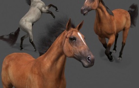 C4D模型 写实马动物模型C4D OBJ FBX 含材质 含贴图 含动画 含绑定