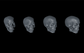 C4D模型 骷髅头骨模型