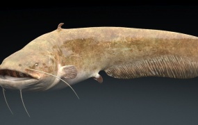 C4D模型 鲶鱼C4D模型 C4D MAX FBX  含贴图 含材质
