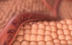 C4D教程  C4D制作红细胞血管流动动画教程