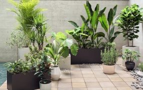 12种盆景植物3D模型 Maxtree – Plant Models Vol.19