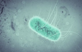 OCtane渲染器制作大肠杆菌细菌病毒建模材质渲染AE合成医疗动画C4D教程