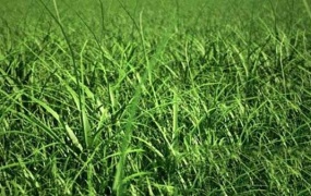 C4D草地生成插件 Grow It! For Cinema 4D Darstellungsart