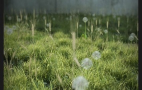 Cinema 4d真实地面植物工程文件real Ground Plants C4D