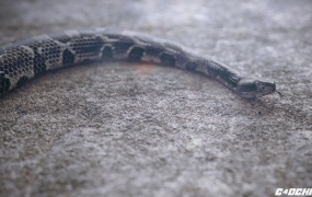 蛇爬行动画渲染C4D教程(含工程) Cinema 4D + Octane – Creating a Realistic Snake Tutorial