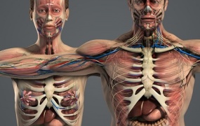 男女人体器官肌肉骨骼内脏精细解剖3D模型(C4D/Max/Maya)