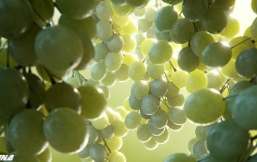 C4D照片级无偏差渲染器 Corona Renderer for C4D Alpha 6 RC2 win/mac