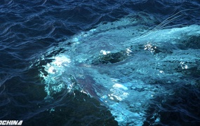 C4D模拟真实海洋波浪模拟插件 HOT4D V0.3 Win/Mac R14-R18