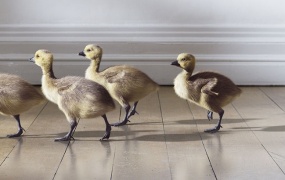 C4D阿诺德Arnold渲染器 SolidAngle C4DtoA 1.8.0 R16/R17/R18 Win/Mac 替换破解版