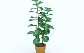C4D模型 植物模型-木壶3D模型下载中的高质量植物C4D模型 含贴图 含材质