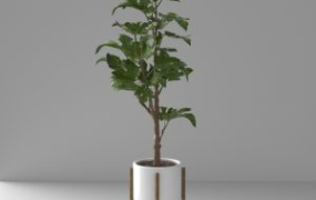C4D obj fbx 室内植物盆栽模型oc渲染带材质贴图3d花卉装饰盆栽