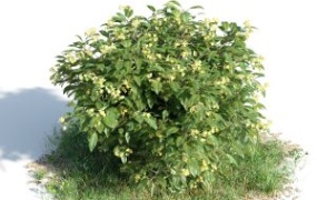 3d max植物 树 杂草 树木 花草 灌木 花模型设计素材带贴图