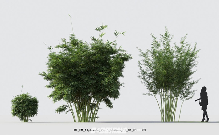 百汇 Maxtree - Plant Models Vol. 18 竹子3D MAX模型包含FBX格式及纹理贴图 C4D模型 080901rigkl3hh3q73s3m3
