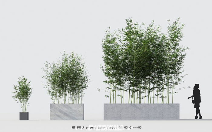 百汇 Maxtree - Plant Models Vol. 18 竹子3D MAX模型包含FBX格式及纹理贴图 C4D模型 080904imyqm4achtqa6cwr